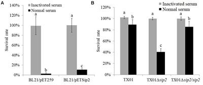 Frontiers | Edwardsiella tarda Sip2: A Serum-Induced Protein That 